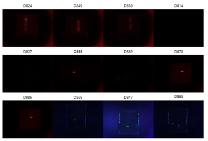 형광화합물을 이용한 파생제품 중 Gel staining 평가 예시