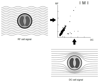 RF (radio frequency) 저항과 DC (direct current) 저항의 변화를 검출하여 세포 내부 정보 및 크기에 대한 정보를 획득하는 기법