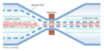 sheath reagent를 이용한 flow cytometry 상 혈구 분석