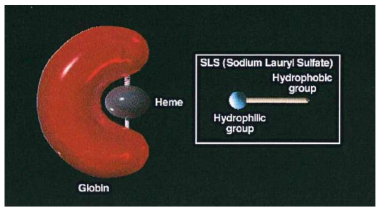 SLS-hemoglobin 기법 모식도