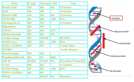 핵산 표지용 염료의 예시 및 DNA에서의 표지