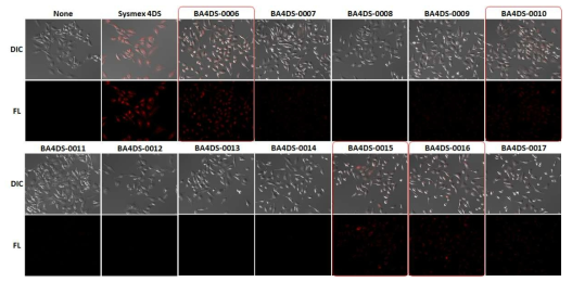 현광현미경을 사용한 cell staining TEST 및 제품 선별 과정 진행