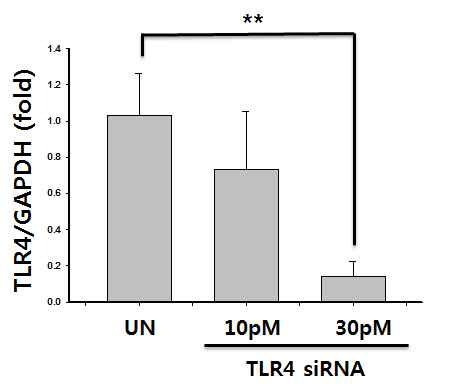 siRNA 처리농도에 따른 TLR4 발현량 검증