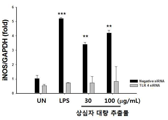 상심자 대량 추출물 처리에 다른 iNOS발현