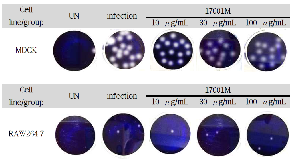 17001M에 대한 바이러스 plaque forming 대표도