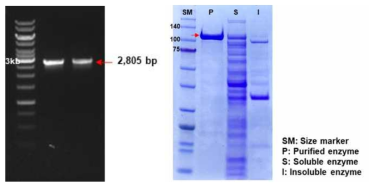 선별된 분해효소의 DNA 및 단백질 확인