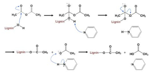 Mechanism of lignin acetylation (ester interchange)