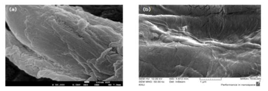 LCNF의 FE-SEM 분석결과 (a) 열건조시 (b) 동결 후 진공건조 시