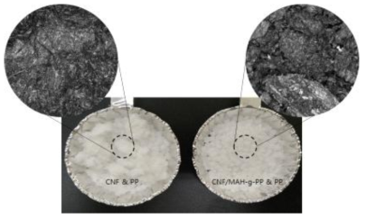 CNF+PP/CNF+MAH+PP Morphology