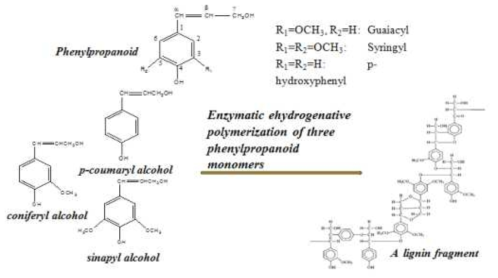 Monolignol 단량체 3종 및 리그닌 화학식 (예시)