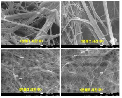 셀룰로오스 분쇄 시간에 따른 나노셀룰로오스 FE-SEM 사진 비교