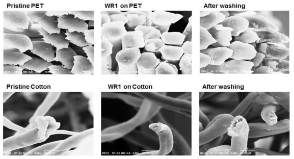 아크릴계 발수향상물질(WR1)이코팅된 PET와면직물의 단면 SEM 사진