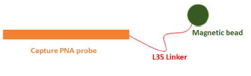 Capture PNA probe 구조