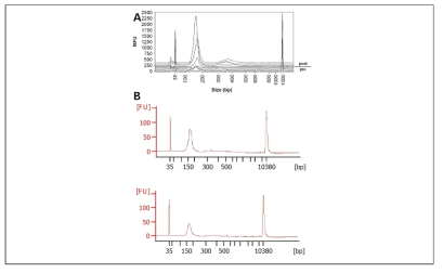 Bioanalyzer를 사용하여 혈액에서 추출된 cfDNA의 사이즈별 분포 정도 분석결과 150bp에서 200bp 사이에 형성되는 것을 확인하였음, A. 문헌자료, B. ㈜시선바이오머티리얼스 분석 결과 (Jiang, Peiyong, et al. 
