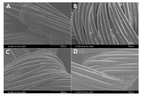 세균 흡착 Test 후 SEM 코팅 횟수에 따른 SEM 결과