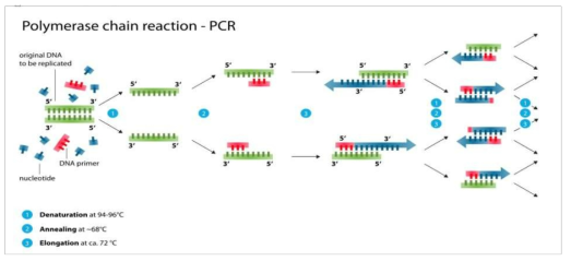 PCR 반응 원리