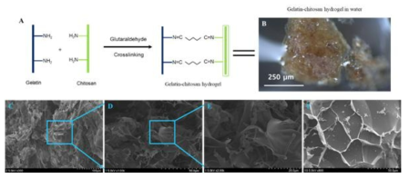 (A)중금속 흡착용 키토산-젤라틴 하이드로젤 합성을 위한 가교 결합 스킴. (B)입상형태의 키토산-젤라틴 하이드로젤에 대한 광학현미경 이미지. (C)동결 건조한 키토산-젤라틴 하이드로젤 표면의 SEM이미지 (D,E 확대된 SEM 이미지), (F) 키토산-젤라틴 하이드로젤 내부 구조에 대한 SEM 이미지