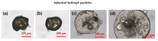 구형의 키토산-젤라틴 하이드로젤의 광학현미경 사진. 왼쪽에서부터 수중에서 의 팽윤상태를 시간에 따라 연속적으로 나타내었음. (a) Immediately after addition of water, (b) After 5min of addition of water, (c) After 10min of addition of water, (d) After 30min of addition water