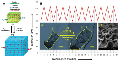 키토산-젤라틴 하이드로젤 흡착제의 팽윤상태를 나타내는 모식도(좌). 반복적인 팽윤-건조에 따른 크기변화(우)