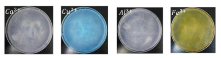 CaCl3, CuCl2, Al(NO3)3, Cu(NO3)2를 활용하여 만든 나노셀룰로오스 hydrogel의 사진