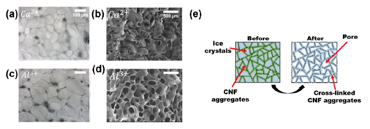 (a)Ca2+로 가교된 hydrogel과 (b)aerogel의 현미경 사진. (c)Al3+로 가교된 hydrogel과 (d) aerogel의 현미경 사진. (e) Freeze-Gelation 및 건조과정을 통하여 기공이 만들어진 원리를 나타낸 모식도