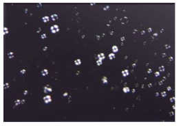 Polarization Microscope Image of Liquid Crystal Emulsion