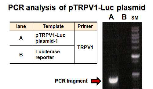 PCR analysis of pLuc-TRPV1 reporter plasmid