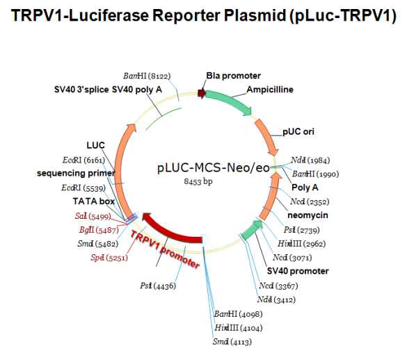 Diagram of pLuc-LXRE reporter plasmid