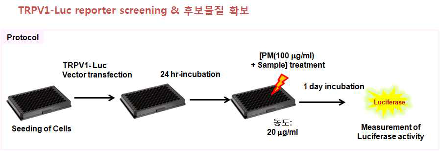 Screening procedure using pLuc-TRPV1 reporter plasmid