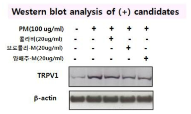 Results of Western blot analysis