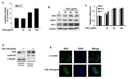 사위질빵 소재에 의한 ARE활성화, Nrf2/NQO1/HO-1 유전자 발현증가, NRf2단백질의 핵내이동 증가 결과