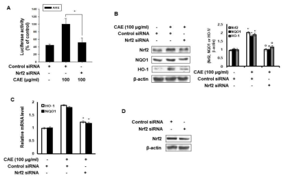사위질빵 소재에 의한 ARE활성화, Nrf2/NQO1/HO-1 유전자 발현증가 등이 Nrf2 유전자의 Knock-down에 의해 감소됨을 확인하였음