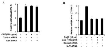 사위질빵 소재에 의한 Nrf2 활성화 signaling이 AhR signaling과 관련이 없음을 확인하였음