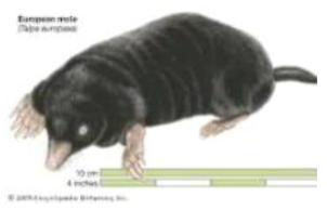 European mole