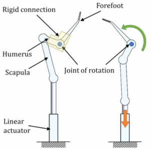 Scapula-humerus 상호작용을 통한 앞발 메커니즘