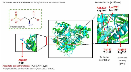 Asparate transaminase와 phosphoserine transaminase의 비교