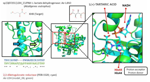 2,3-diketogulonate reductase (PDB:1S20)와 Ae-LDH 의 구조 비교