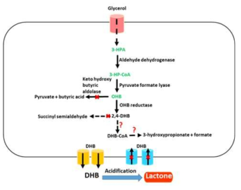 3-HPA pathway 구성
