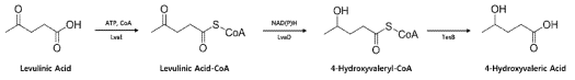 Levulinic acid를 기질로 사용하는 4- Hydroxyvalerate 경로. 이 경로는 LvaE (Acyl-CoA synthetase), LvaD (Short chain dehydrogenase reductase family) 및 TesB (E. coli 의 Thioesterase B) 세 가지 효소를 포함함