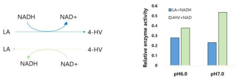 3HBDH (A)의 정반응과 역반응 그리고 그것의 다른 pH (B)에서의 고유 활성도