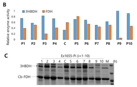 B) 3-HBDH와 CbFDH 효소 활성도. C) 3-HBDH와 CbFDH 발현들을 보여주기 위한 SDS-PAGE 분석