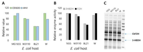 세포성장, 4-HV 생산, 재조합 균주들의 세포 추출을 이용하여 분석된 3-HBDH와 CbFDH의 시험관 효소 활성도, 그리고 호스트로서 다양한 대장균 균주들에 의한 그것의 발현. (A) 마지막 세포 밀도와 4-HV 생산, (B) 3-HBDH와 CbFDH 효소 활성도, 그리고 (C) SDS-PAGE에서 분석된 발현정도