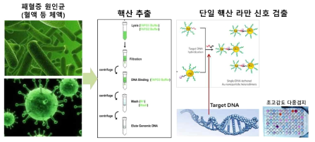 초고감도 라만분광기반 패혈증 신속 진단 기본원리 도식도