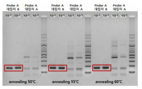 Primer 조건 설정 실험과 증폭 범위