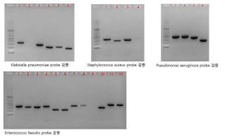 패혈증 원인균 추가 4종 (Staphylococcus aureus, Klebsiella pneumoniae, Entrococcus faecalis, Pseudomonas aeruginosa)에 대한 프로브 검증