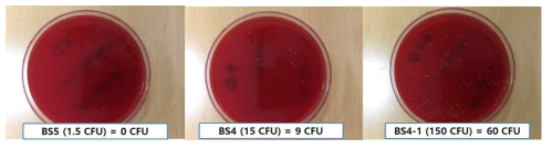 Enterococci 병원균 spike 시료 배양결과