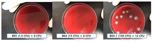 E. Coli 병원균 spike 시료 배양결과