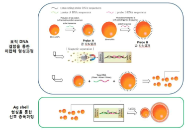패혈증 원인균 검출을 위한 나노복합체 설계. 표적 부위의 상보적인 서열을 가지는 나노프로브 제작과 나노 프로브의 정제, shell 형성을 통한 나노복합체 형성 과정