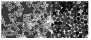 (왼쪽) 형성된 Octaheral 금나노입자 SEM 이미지 및 (오른쪽) 50nm 수준의 완전구형 금나노 볼 나노구조체 (PS-GNB) TEM 이미지