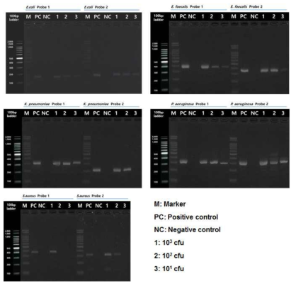 패혈증 원인균 5종의 genomic DNA를 이용한 probe 민감도 확인